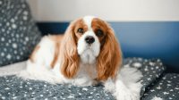 Kenapa Cavalier King Charles Spaniel Jadi Salah Satu Doggy Favorit Pecinta Hewa