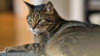 Mengenal Kucing Mujair, Kucing Lokal dengan Karakter Unik yang Banyak Disukai
