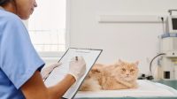 Cara Memilih Obat Diare Kucing yang Aman dan Efektif
